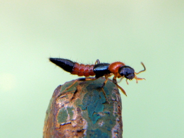 Staphylinidae: Paederus (Heteropaederus) fuscipes